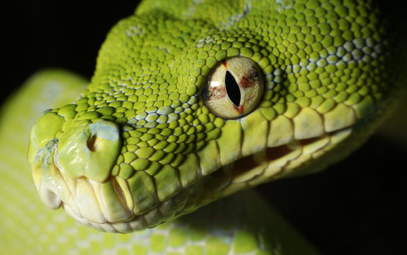 Morelia viridis