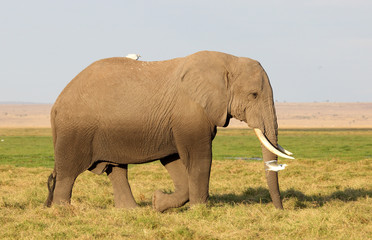 großer Elefant