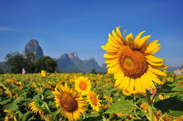 Sunflowers with Blue Sky Backgrounds 