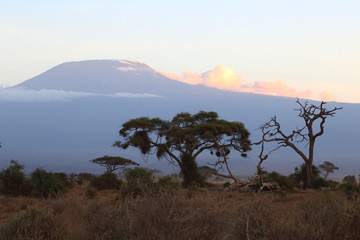 Kilimanjaro