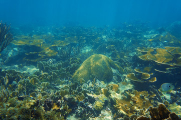Underwater scenery in coral reef of Caribbean sea
