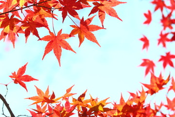 カエデの紅葉