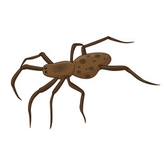 spider isolated illustration