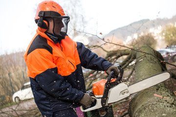 people working in the forest