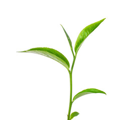 Tea leaves with white background