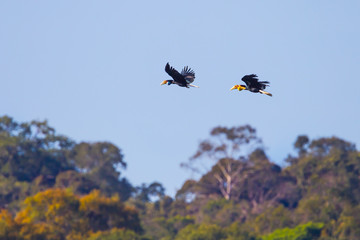 Couple of Wreathed hornbill(Rhyticeros undulatus) flying © kajornyot
