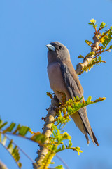 Portrait of  Ashy Woodswallow (Artamus fuscus)