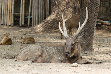 Stag Red Deer