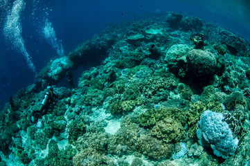 Fototapeta na wymiar Diver and mushroom leather corals in Banda, Indonesia underwater