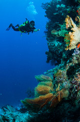 Naklejka na ściany i meble Diver swimming around in Banda, Indonesia underwater