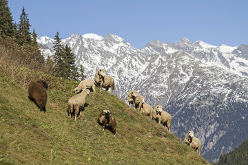 Schafherde in den Schweizer Bergen