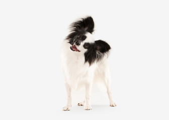 Obraz premium Dog. Papillon puppy on a white background