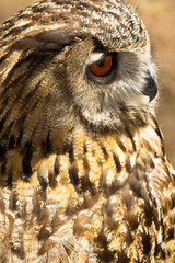 hibou grand duc d'Europe