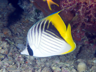 Fototapeta na wymiar Coral fish Threadfin butterflyfish