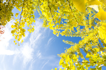 イチョウの黄葉と青空