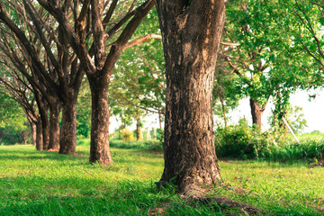 Fototapeta premium Tunnel tree with beautiful greenery.