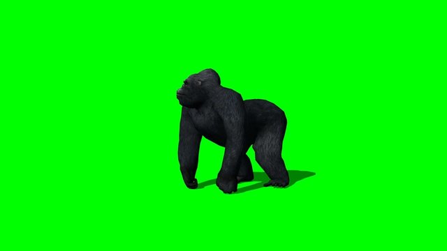 gorilla stands and looks around - 2 different views -