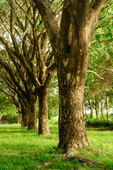 Fototapeta premium Tunnel tree with beautiful greenery.