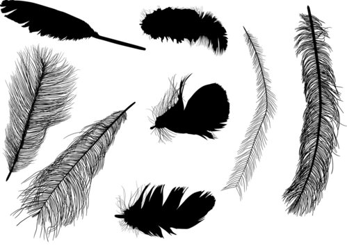 eight feather silhouettes isolated on white