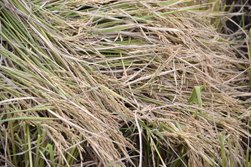 ricefield