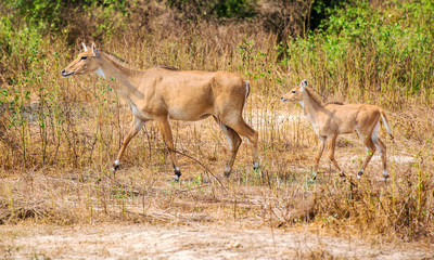 two antelopes on a walk in sanctuary