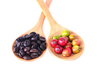 Fresh coffee beans in spoon with white background