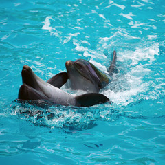 Two dolphins close up. Adler.