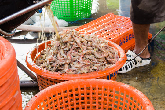 stack of fresh shrimp in basket sold in fish dock market