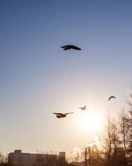 Birds under the city