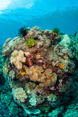 Naklejka na ściany i meble Mushroom leather corals in Banda, Indonesia underwater