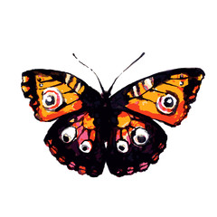 butterfly268