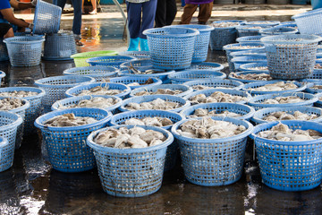 stack of fresh squid in basket sold in fish dock market