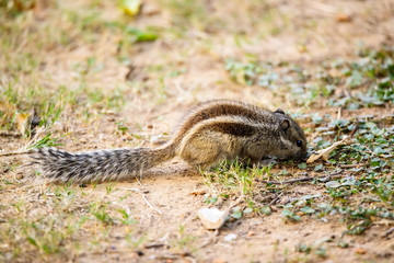 Fototapeta premium Indian palm squirrel searching food