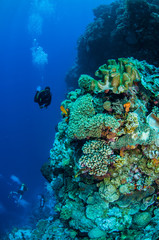 Divers, mushroom leather coral, coral reefs in Banda underwater