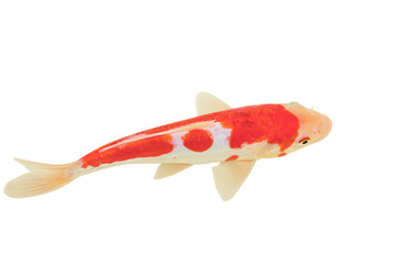 Naklejka premium Koi fish isolated on white background