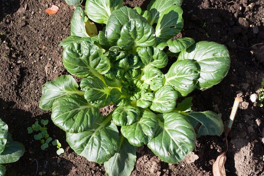 Brassica narinosa also known as tatsoi