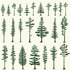 Set of stylized pine silhouettes. Vector illustration.