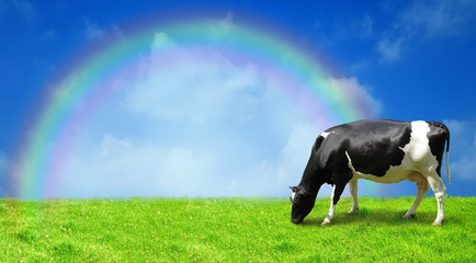 La vache est broutée sur un champ vert après une pluie.