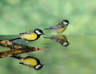 Great tits  drinking water.