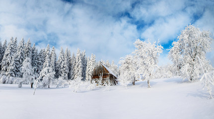 trees in winter