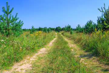 Rural road through the meadow