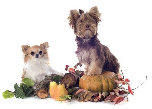 Chocolate Yorkshire Terrier And Chihuahua