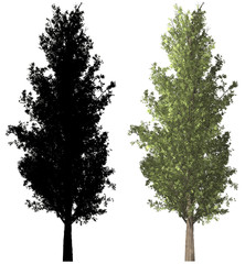 schwarzpappel black poplar