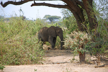 Fototapeta na wymiar An elephant between the bungalows in the savannah-Tanzania-Afric