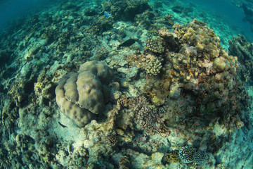 Underwater species