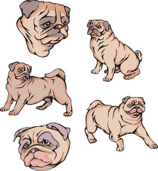 Pug dogs