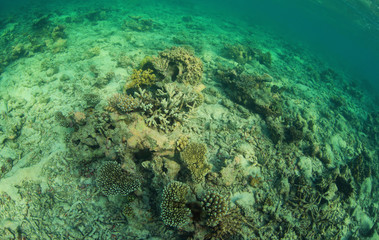 Underwater species
