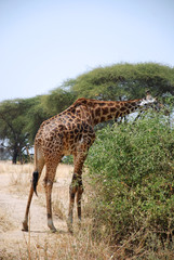 Naklejka na ściany i meble One day of Safari in Ruaha Park in Tanzania-Africa