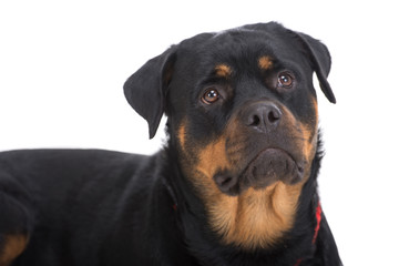Fototapeta premium Dogs