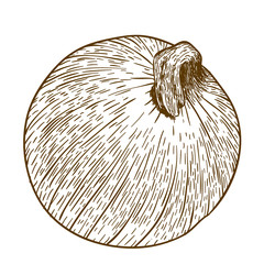 engraving antique vector illustration of one onion